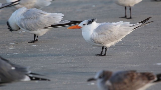 Royal Tern - ML388386851