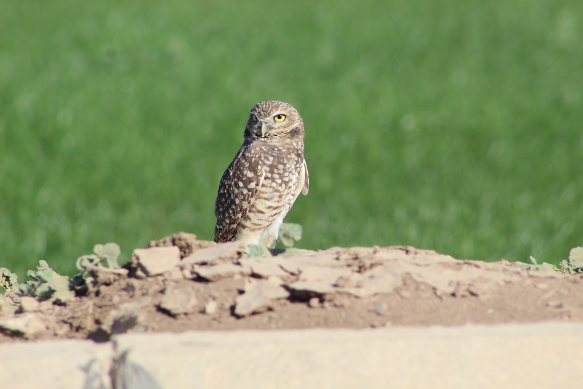 Burrowing Owl - Wally Birder