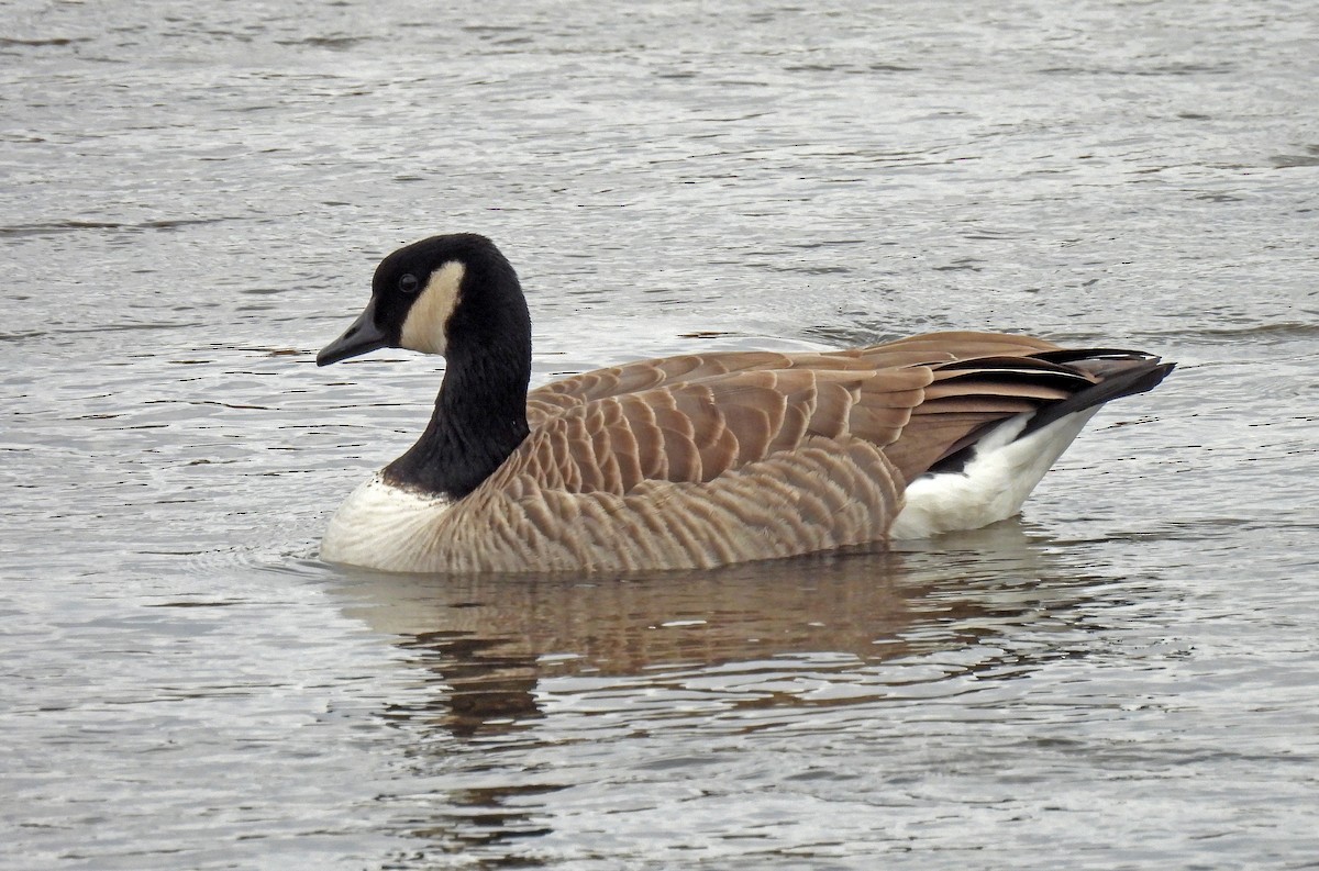 Канад галуу - ML388386921