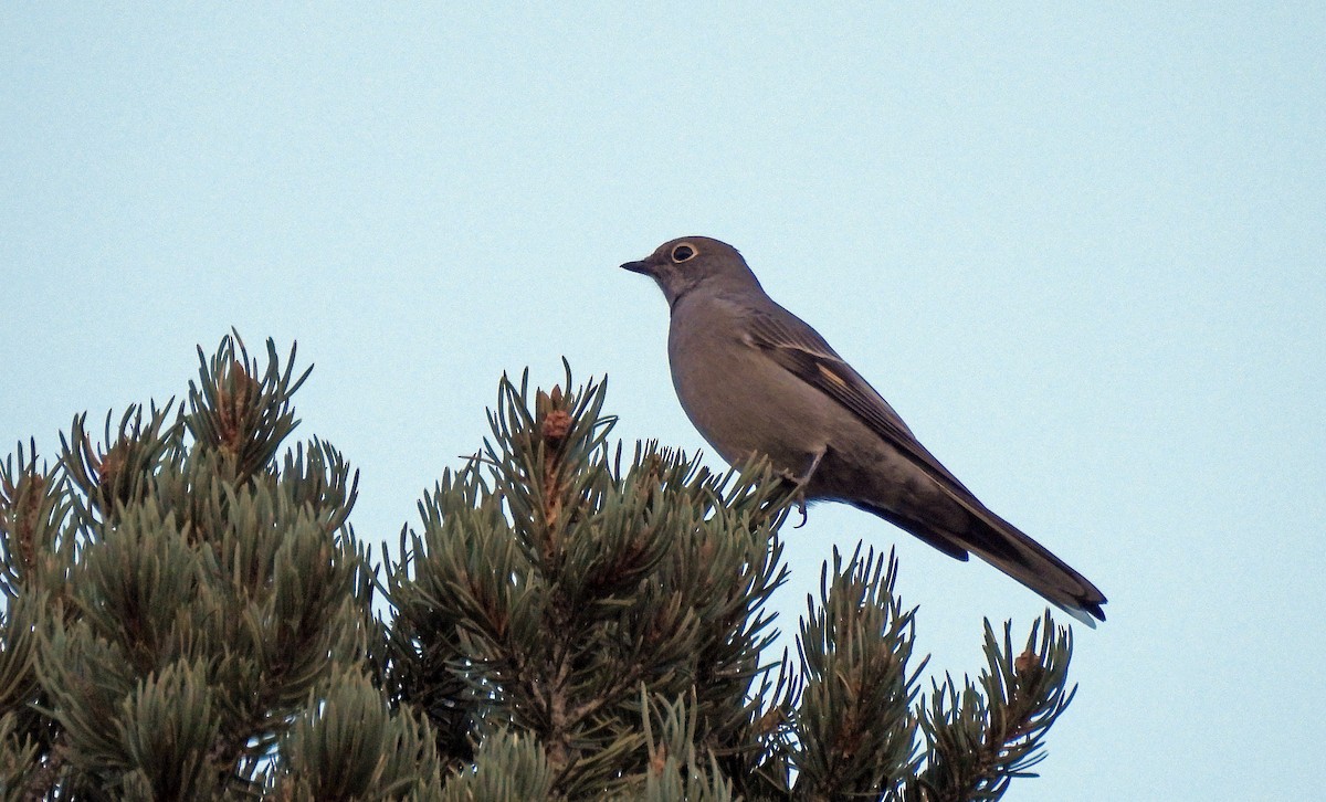 Townsend's Solitaire - ML388387111