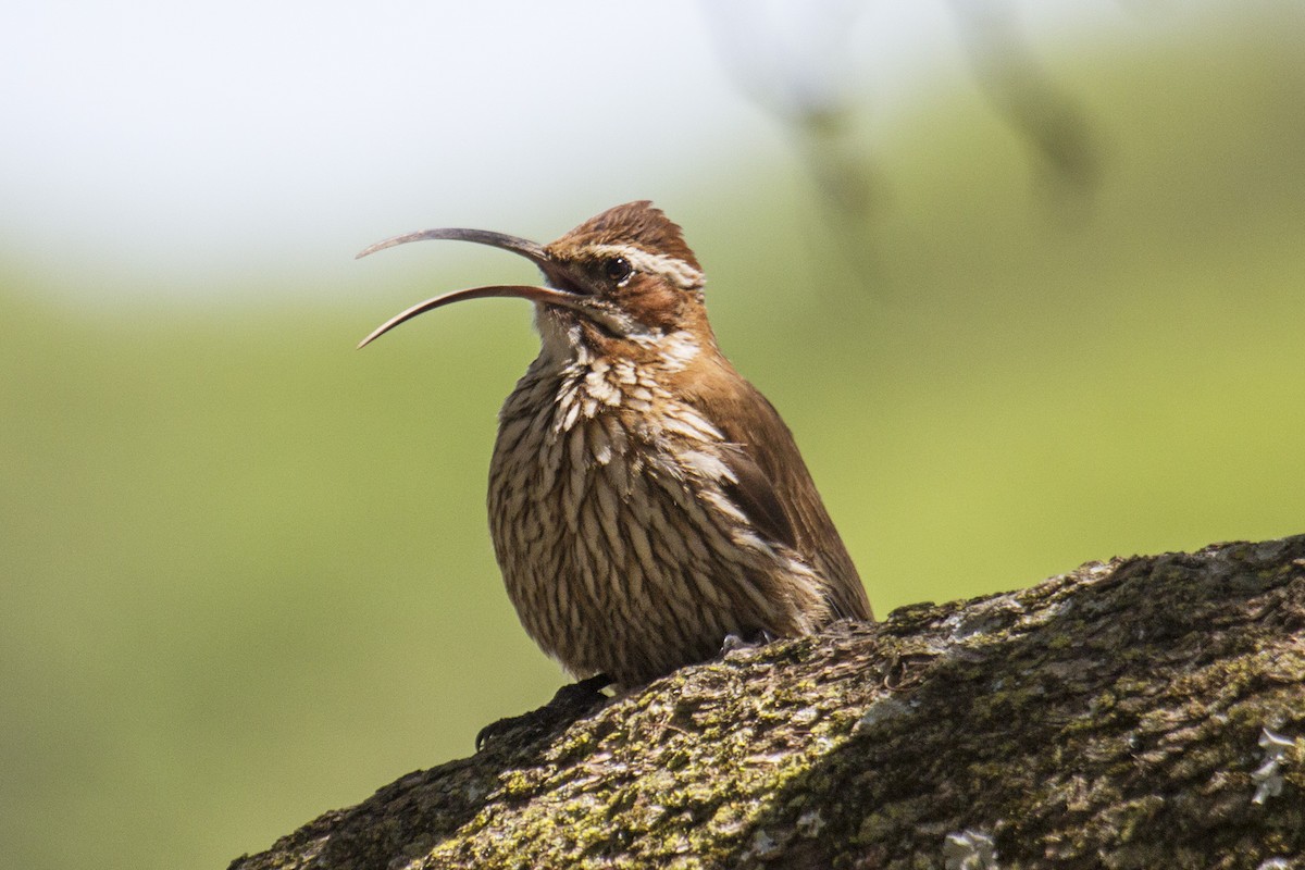 Scimitar-billed Woodcreeper - ML388387131