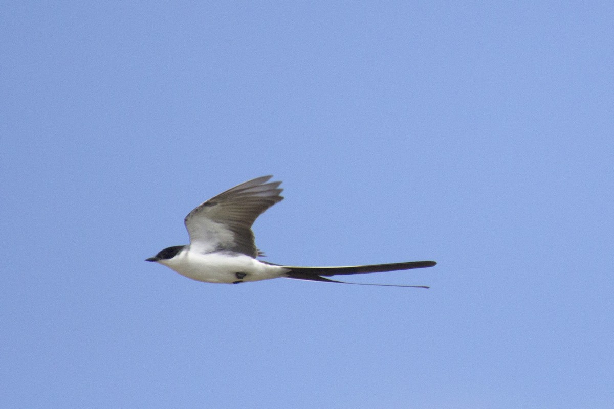 Fork-tailed Flycatcher - ML388387491
