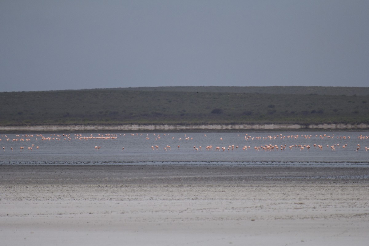 Chilean Flamingo - ML388388491