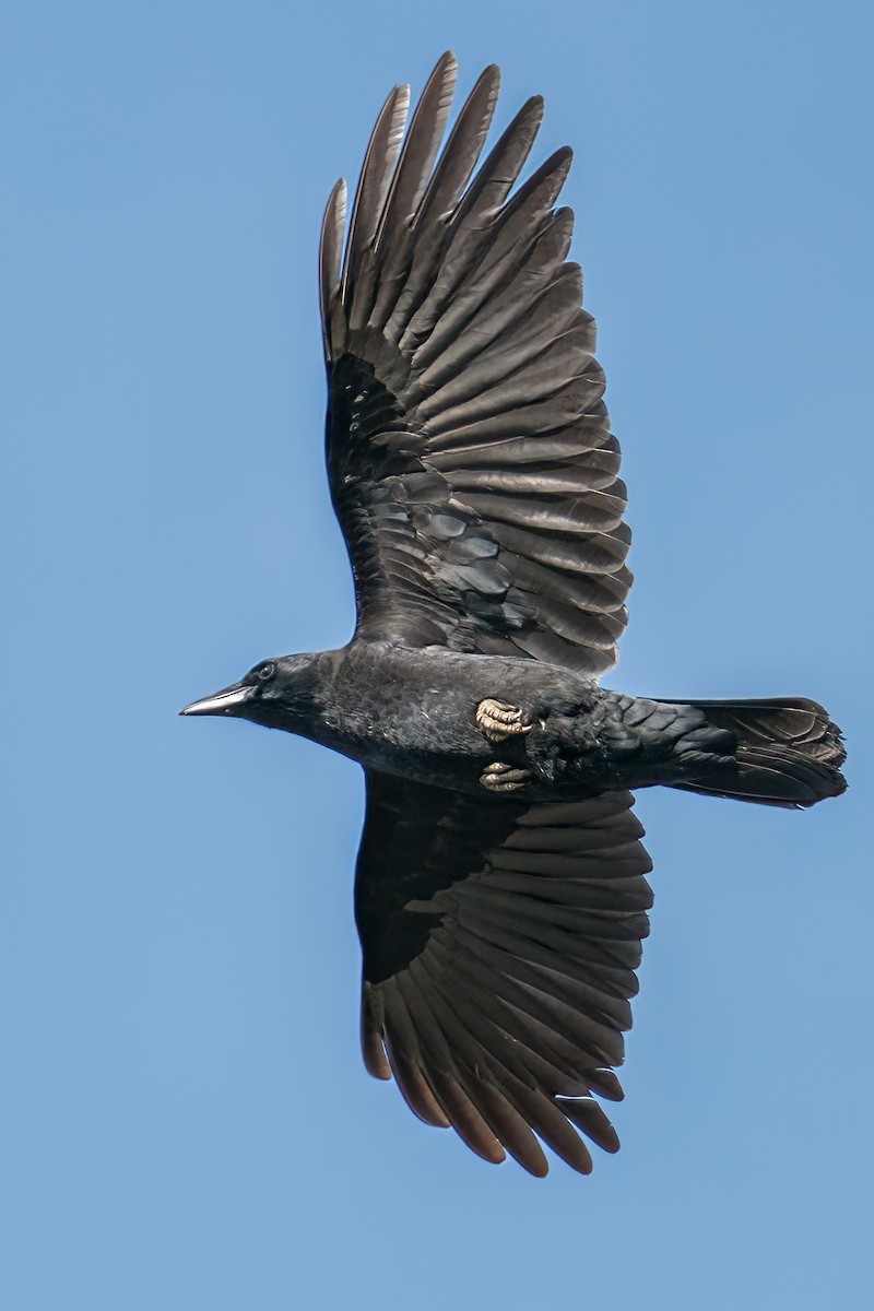 American Crow - ML388389351