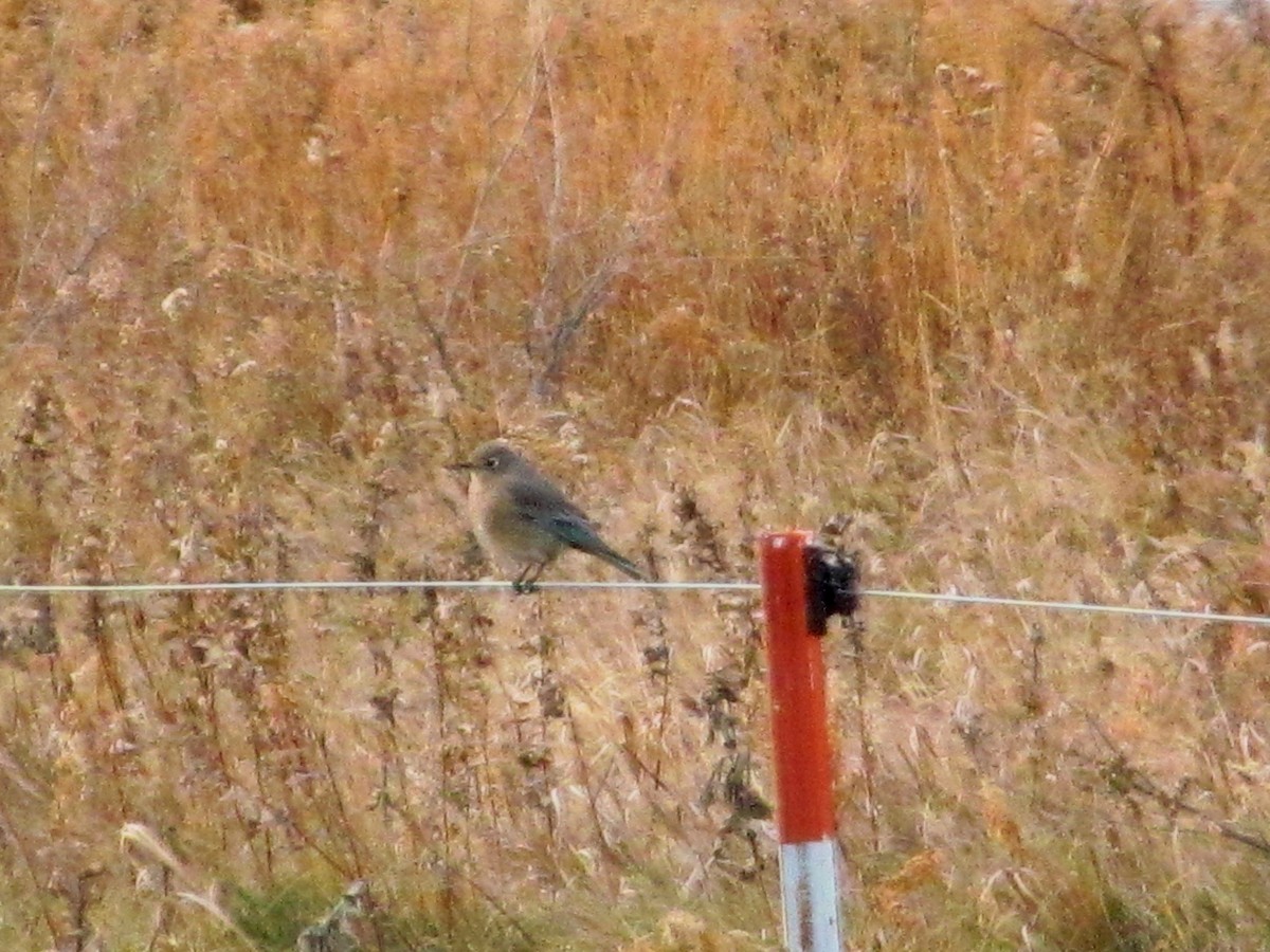 Mountain Bluebird - Corey  Ellingson