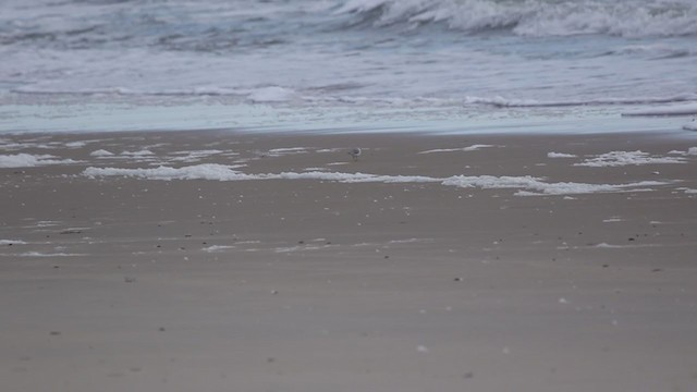 Piping Plover - ML388391471