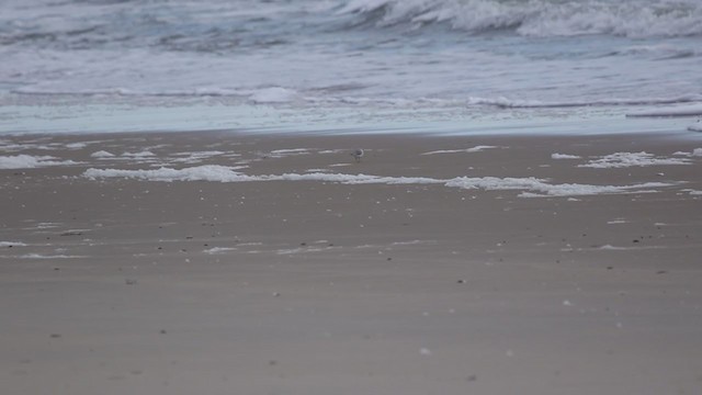 Piping Plover - ML388391471