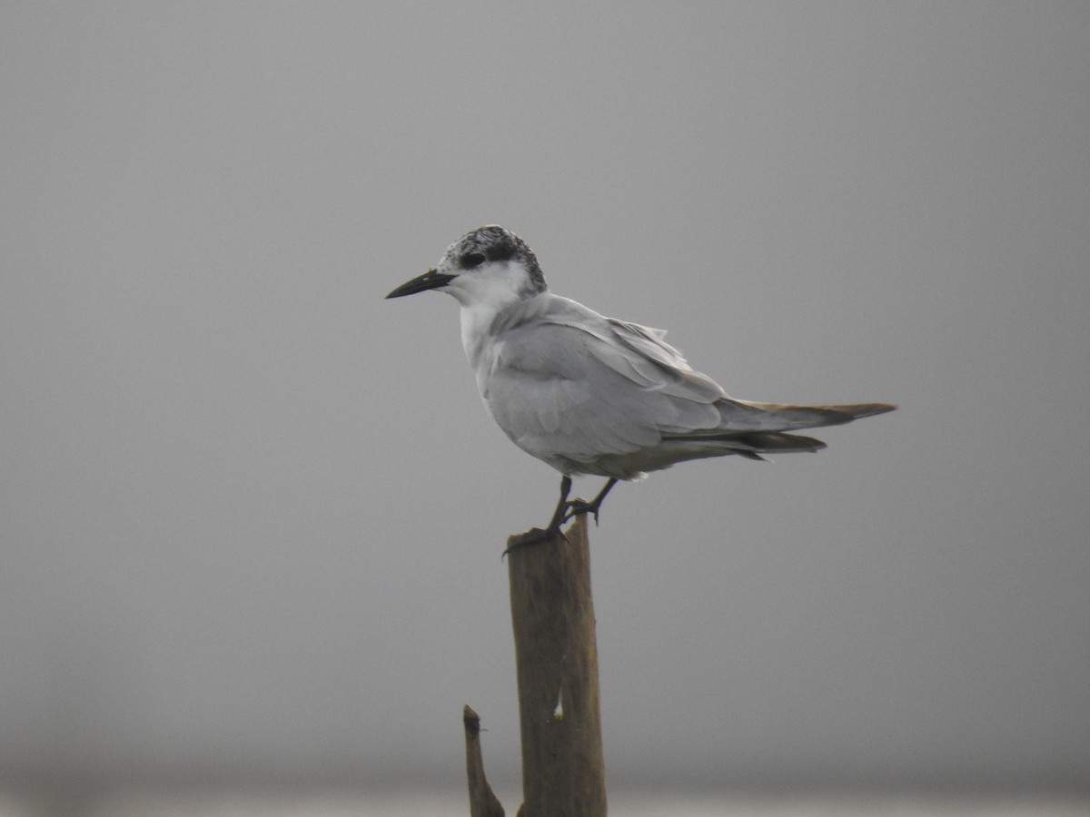 Whiskered Tern - ML388392181