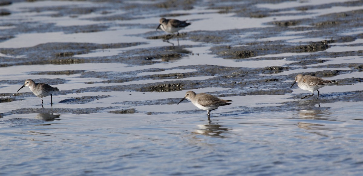 Dunlin - ML388392661