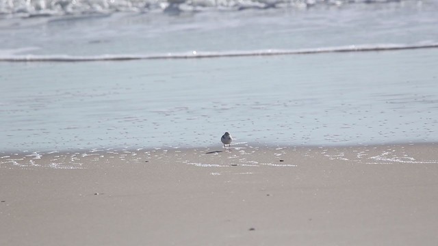 Piping Plover - ML388392831