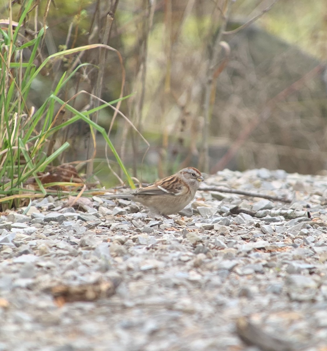 American Tree Sparrow - ML388393551