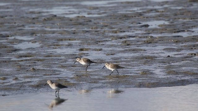 Dunlin - ML388393741