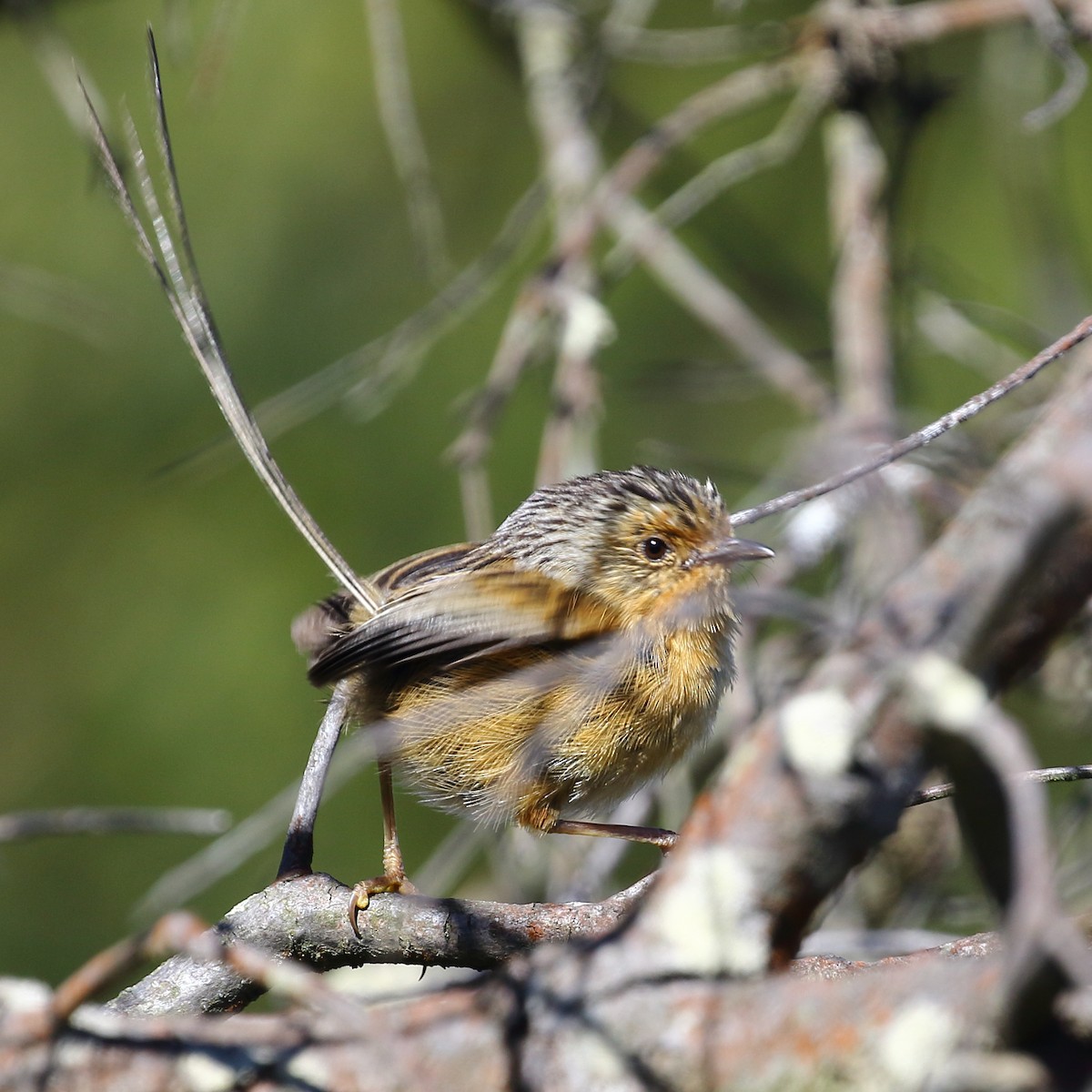 Southern Emuwren - ML388395781