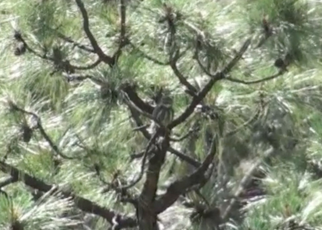 Northern Pygmy-Owl (Mountain) - ML388396331