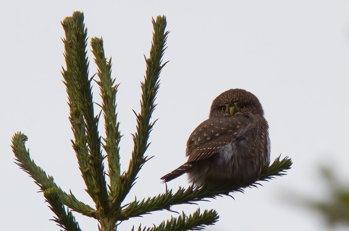 Northern Pygmy-Owl - ML388396801