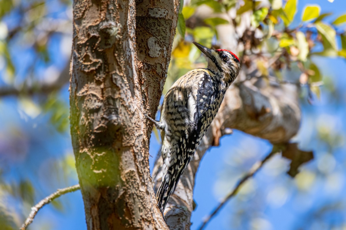 Yellow-bellied Sapsucker - Michael Warren