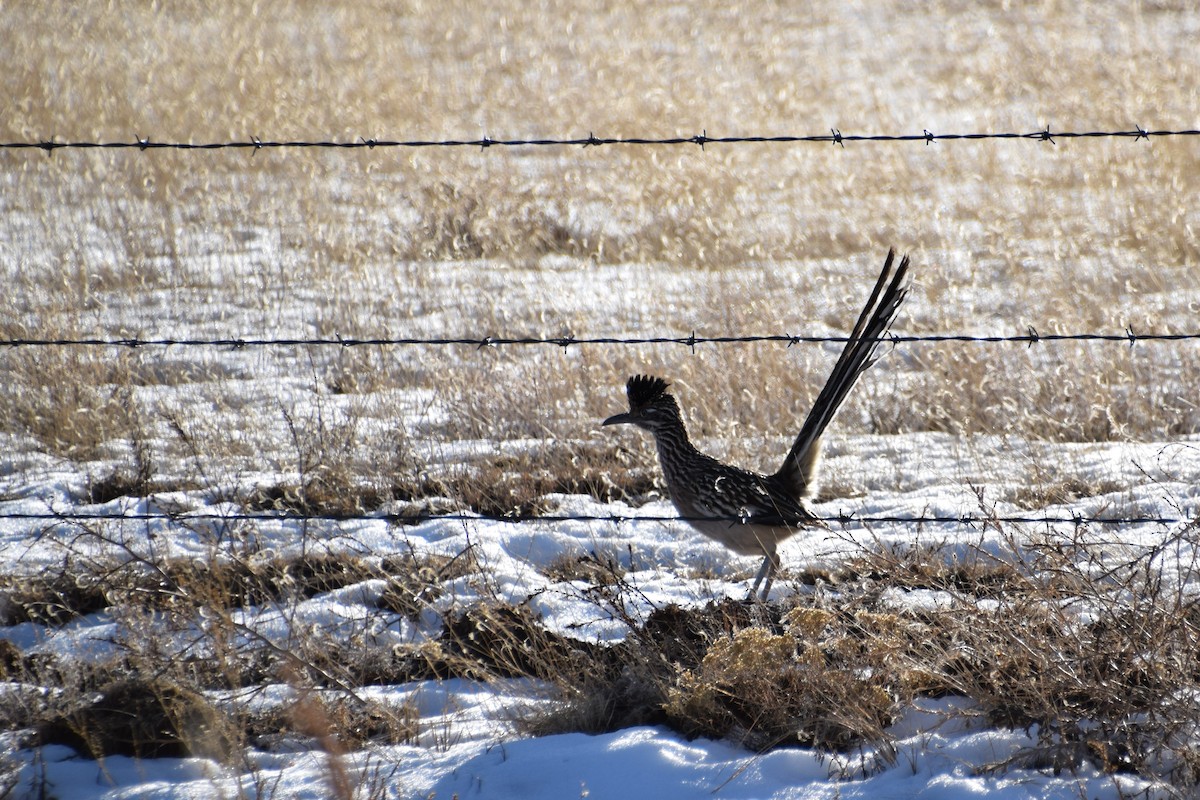 Greater Roadrunner - ML388398381