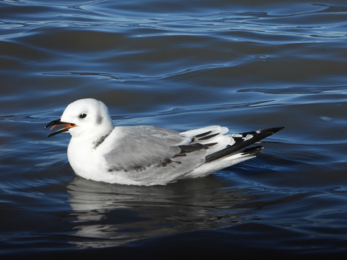 Black-legged Kittiwake - ML388399301