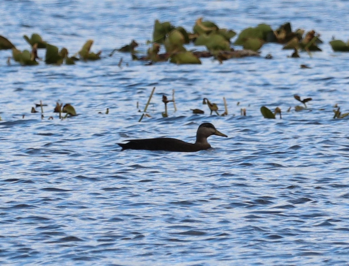 American Black Duck - ML388400191