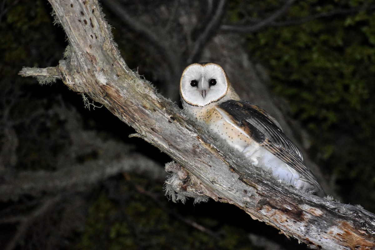 Barn Owl - ML388400451