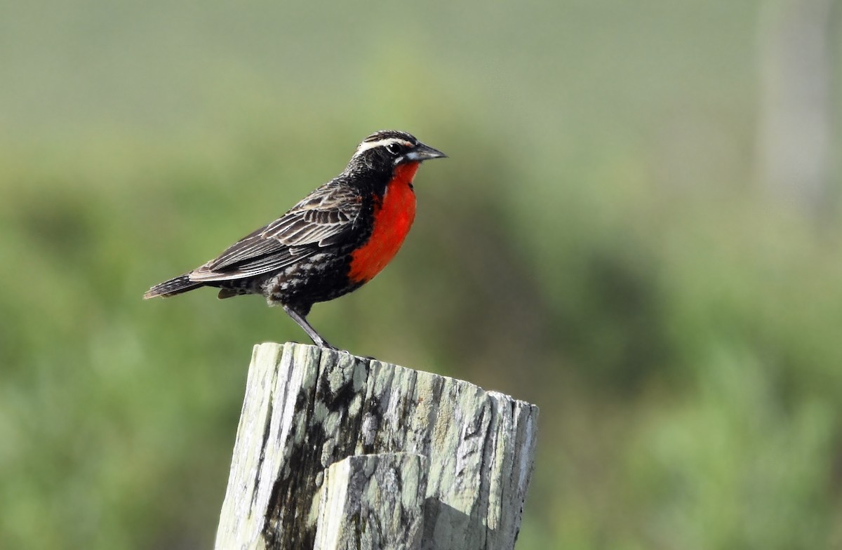 Pampas Meadowlark - Sergio  Saldaña