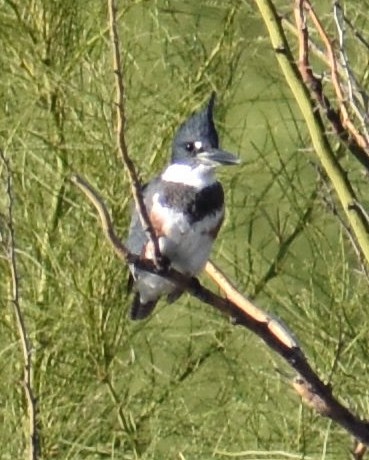 Belted Kingfisher - ML388402381