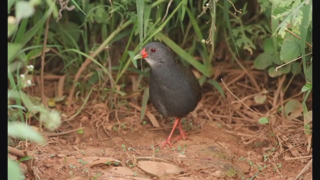 Paint-billed Crake - ML388403291
