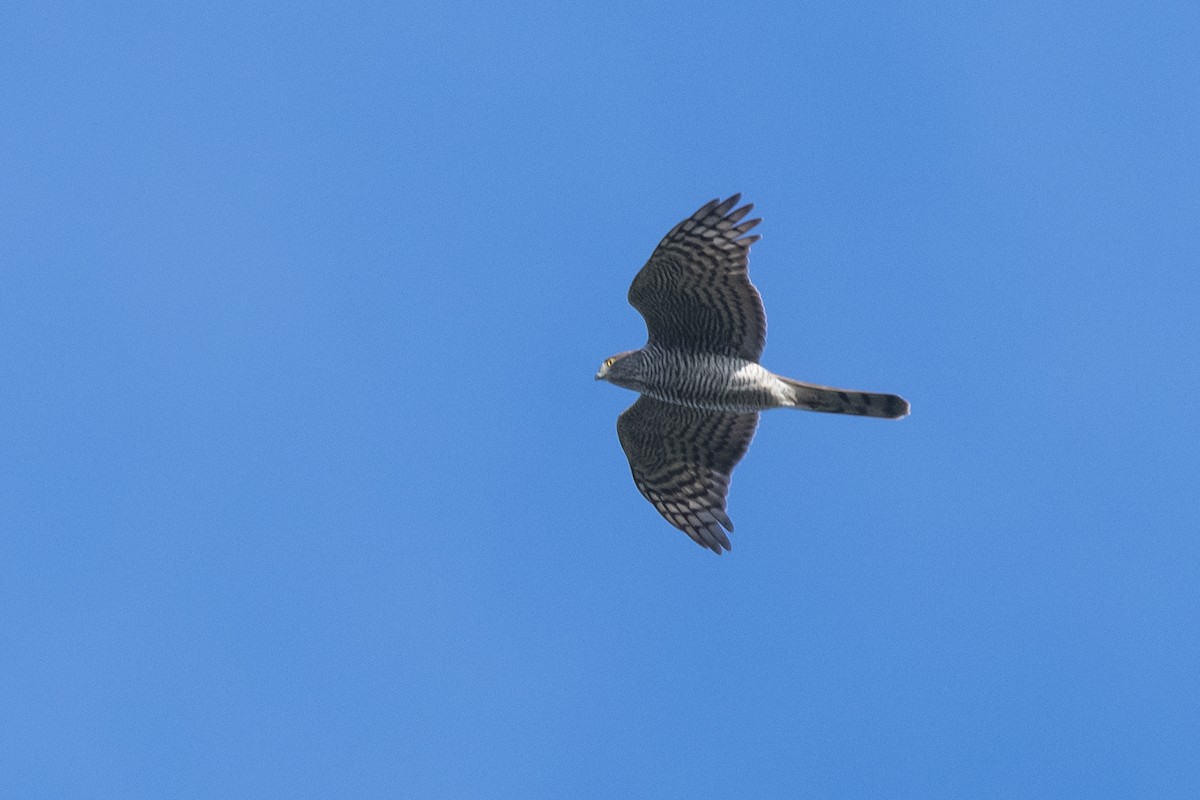 Eurasian Sparrowhawk - ML388403341