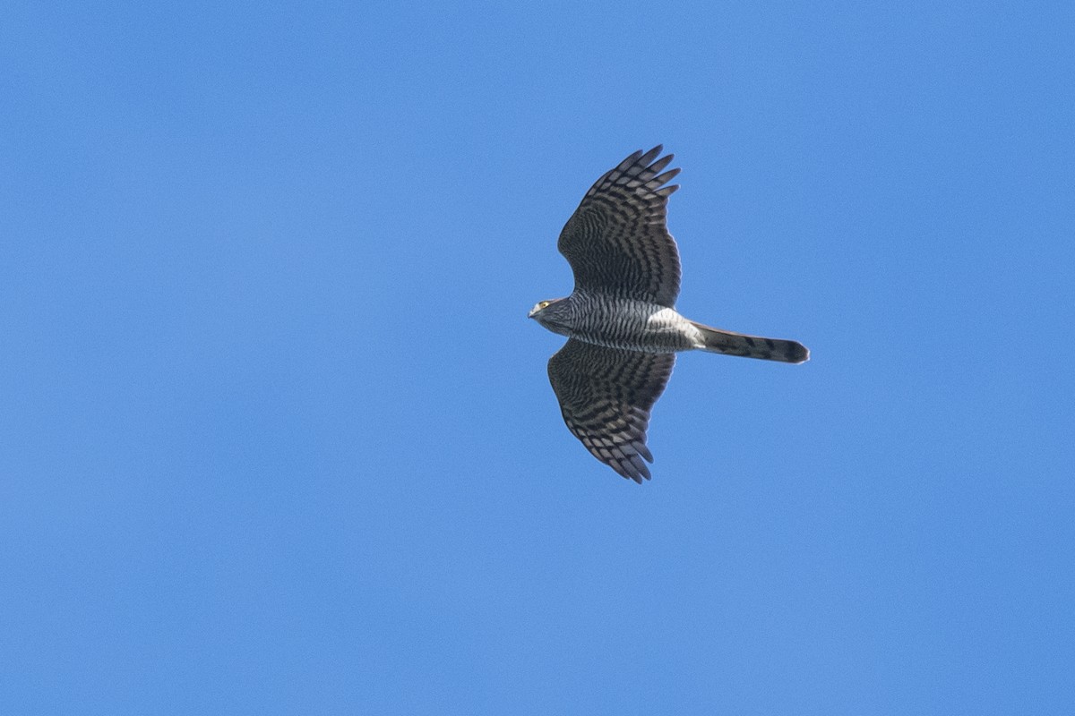 Eurasian Sparrowhawk - Magnus Andersson