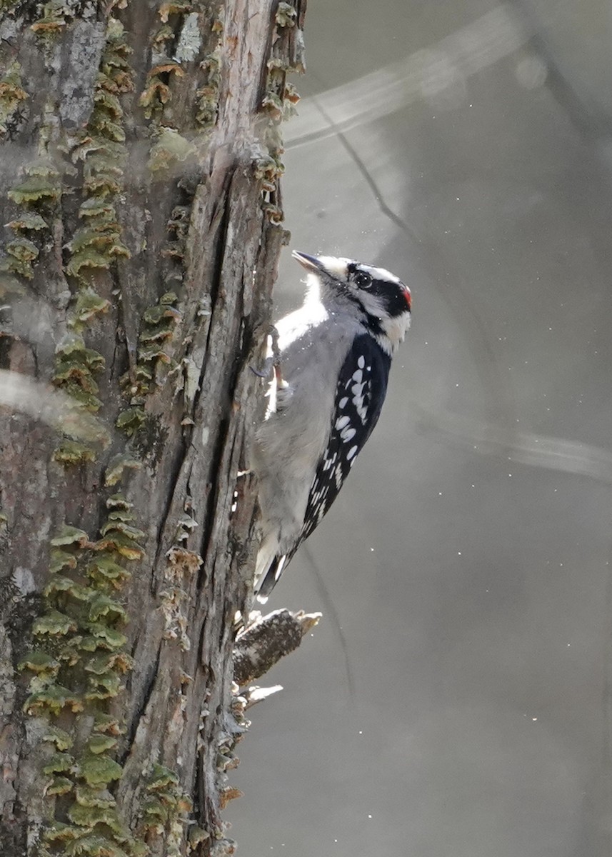 Downy Woodpecker - ML388403431