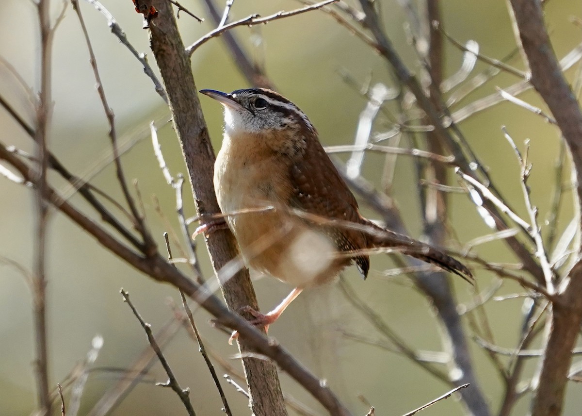 Carolina Wren - ML388403591