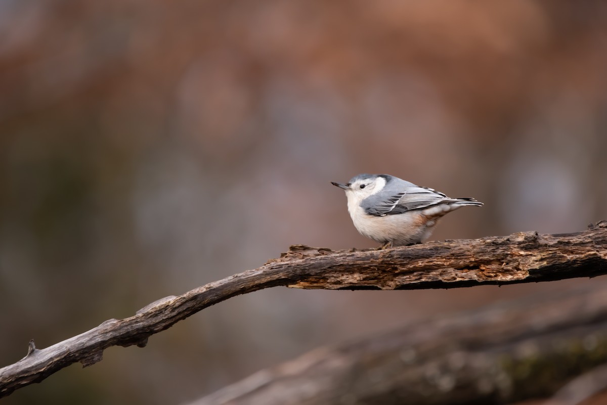 White-breasted Nuthatch (Eastern) - ML388403741