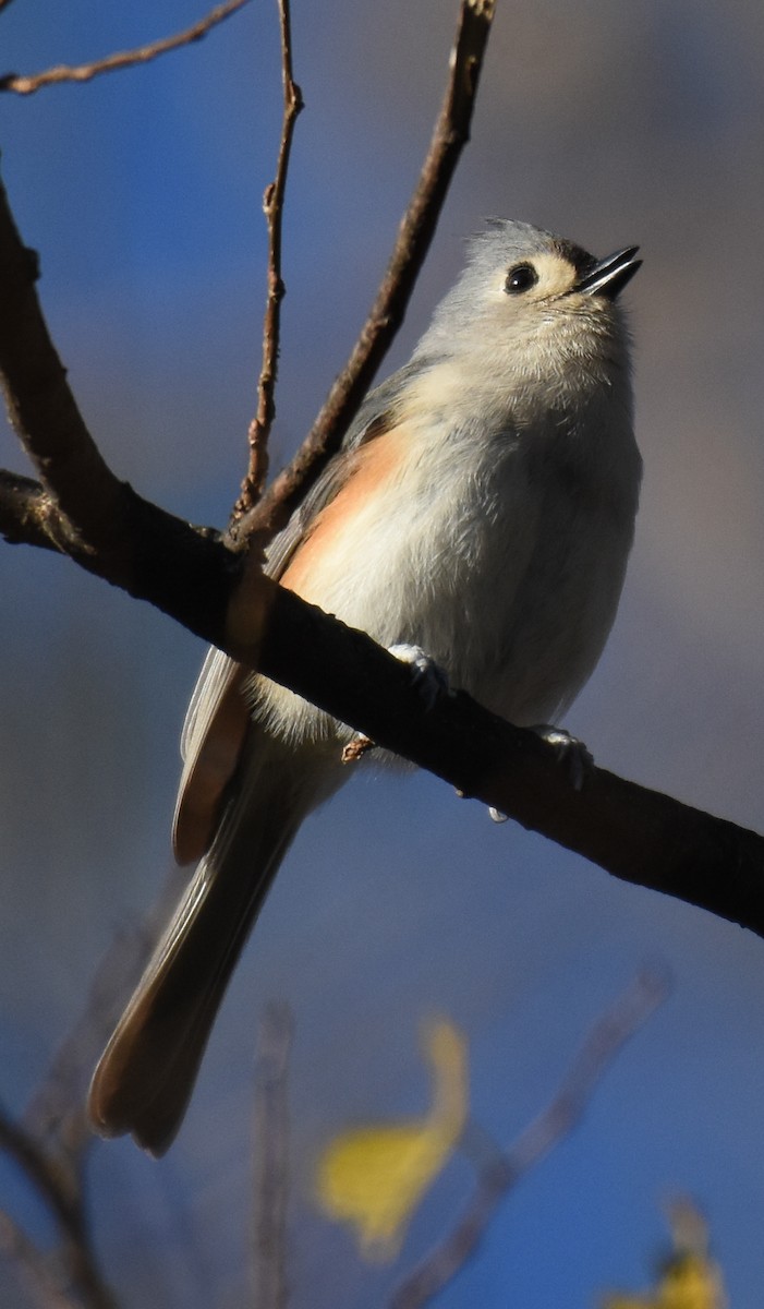 Tufted Titmouse - ML388404111