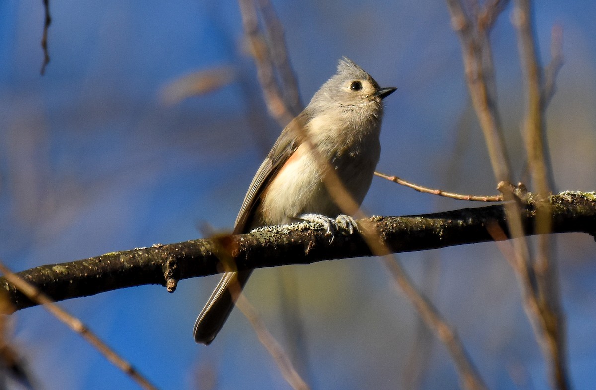 Tufted Titmouse - ML388404121