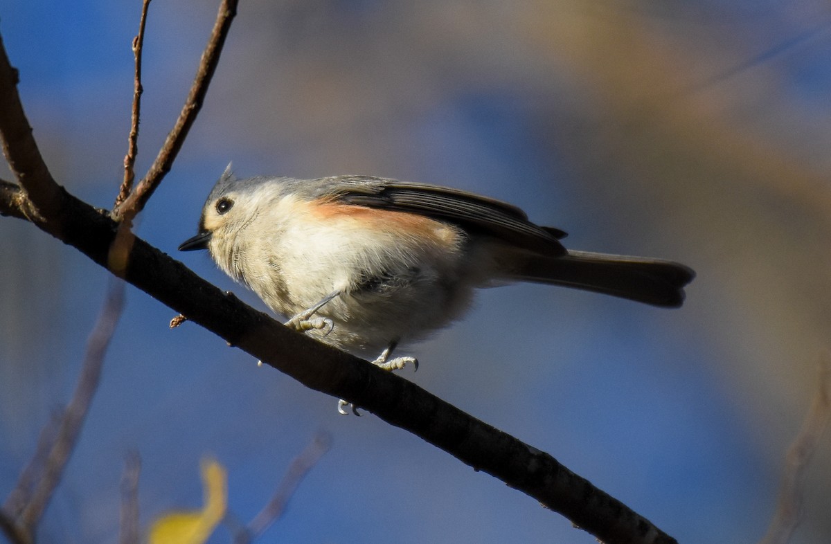 Tufted Titmouse - ML388404131