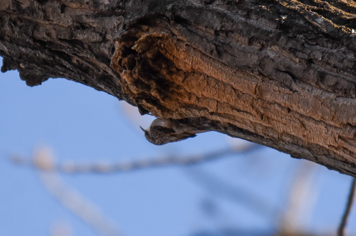 Brown Creeper - ML388404171