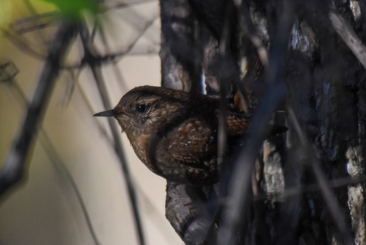 Winter Wren - ML388404191