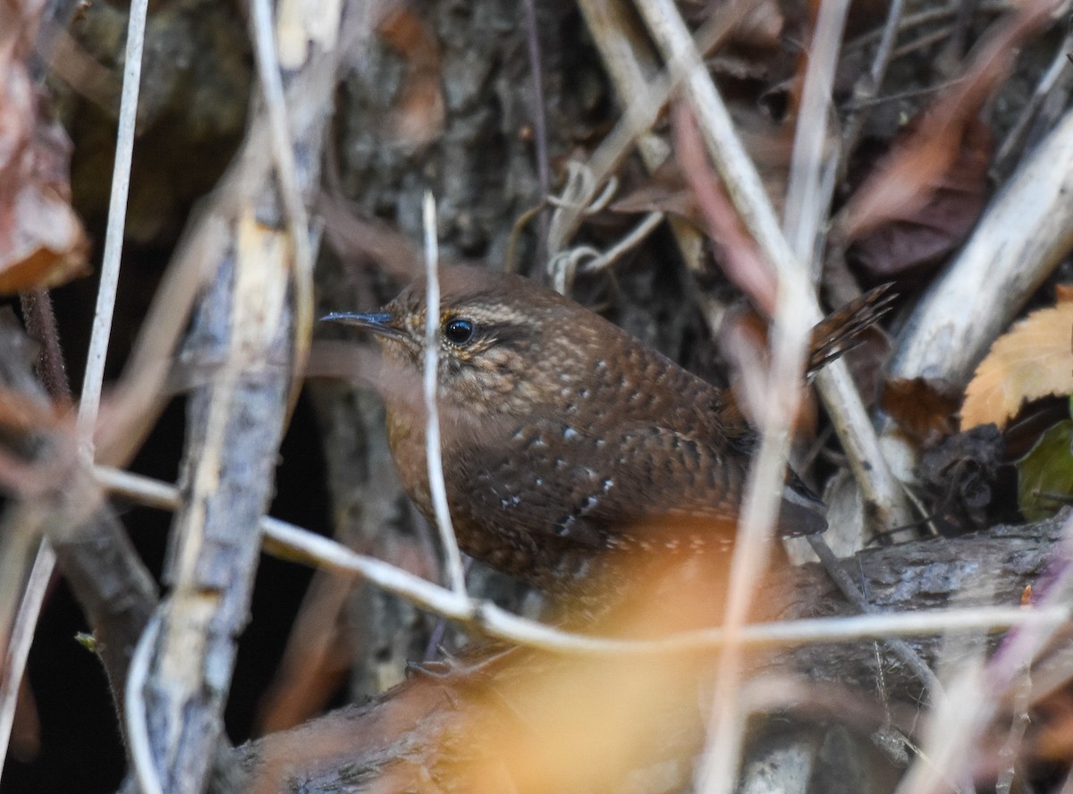 Winter Wren - ML388404201