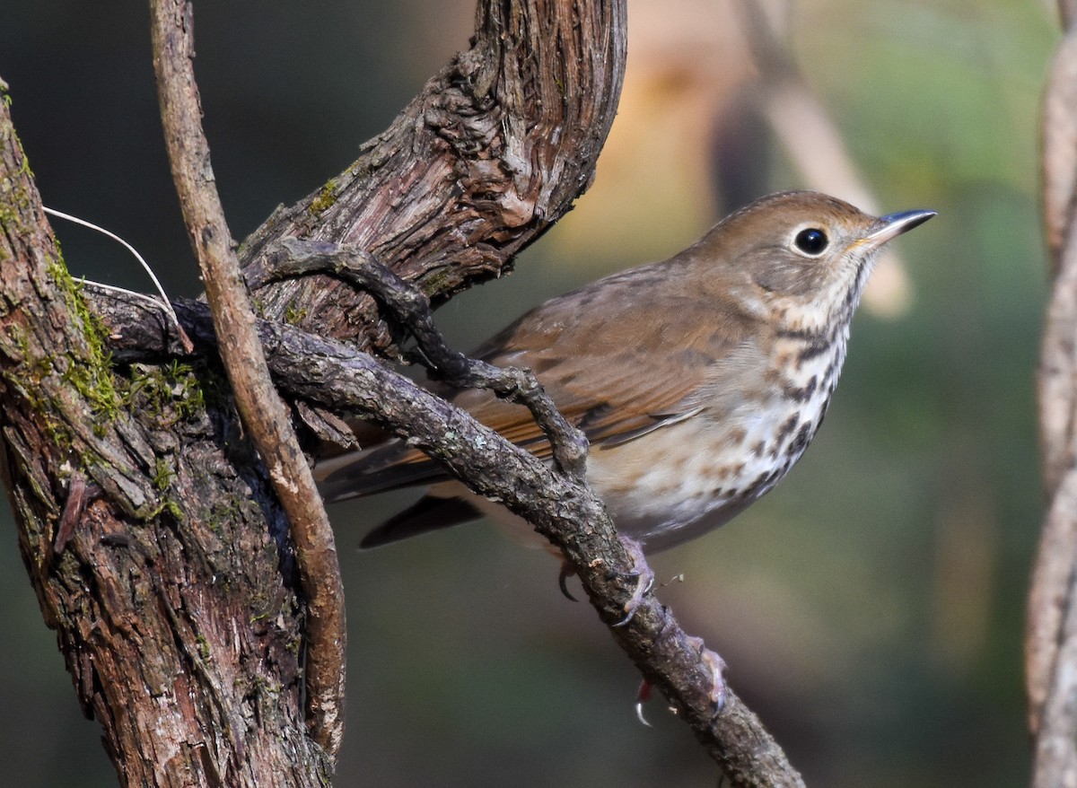 Hermit Thrush - ML388404251