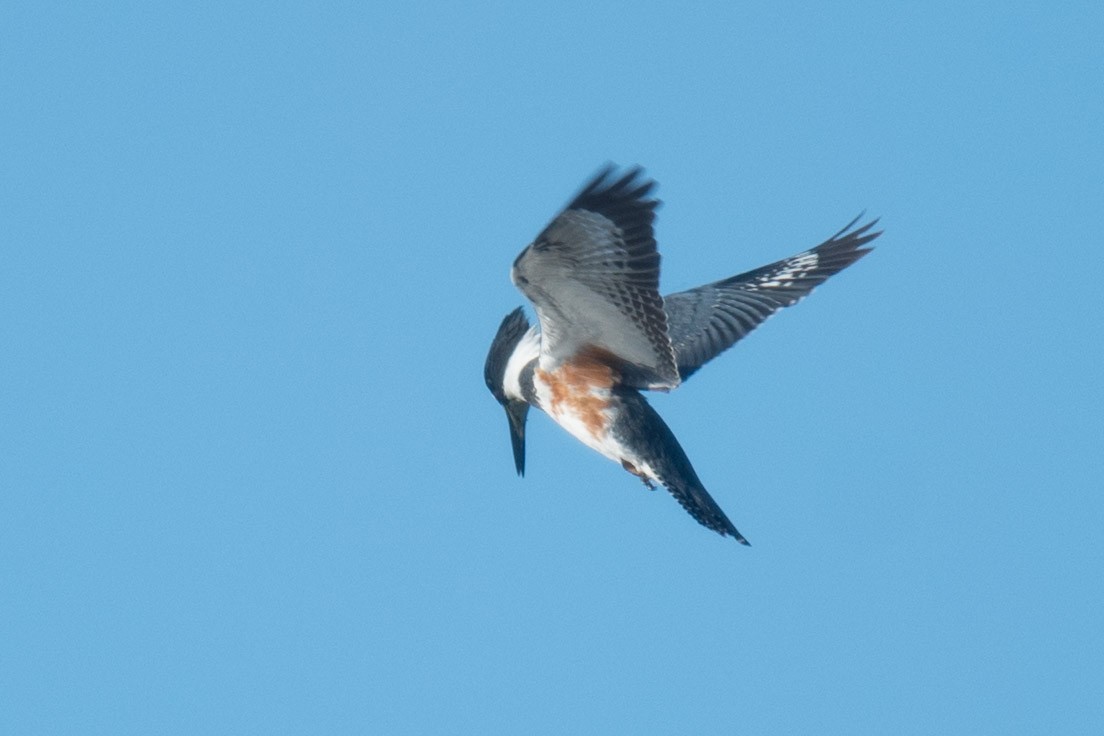 Belted Kingfisher - ML388404921