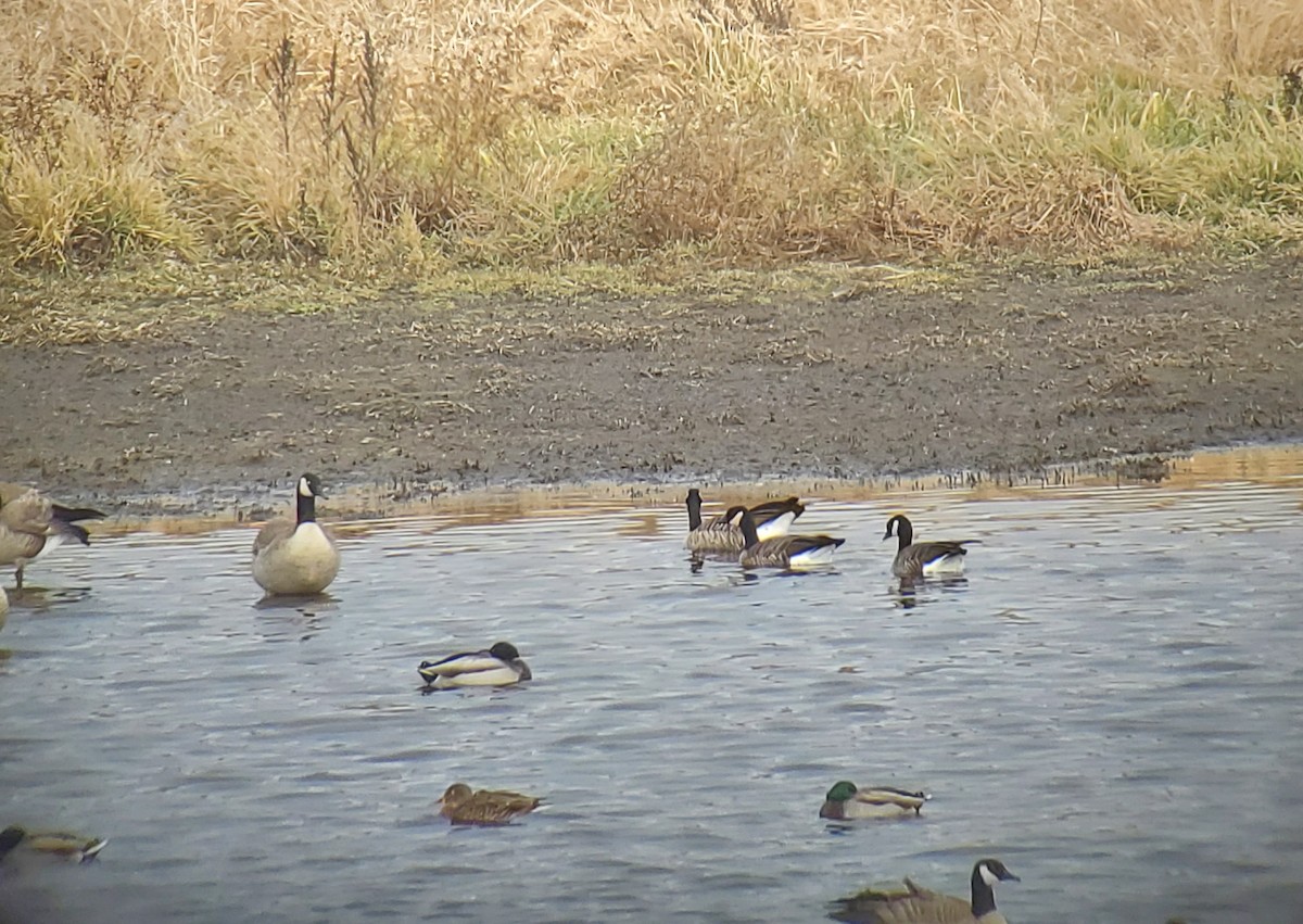 berneška malá (ssp. hutchinsii) - ML388404991