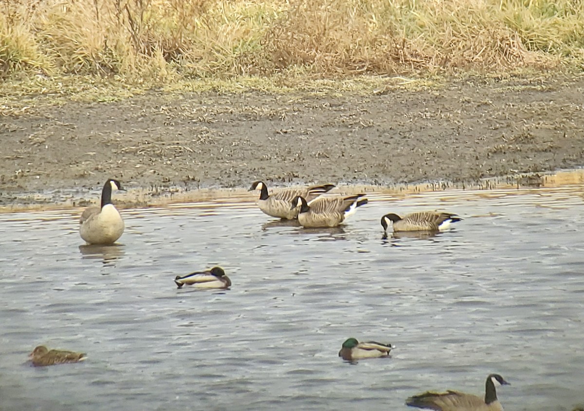 Cackling Goose (Richardson's) - Daniel Casey