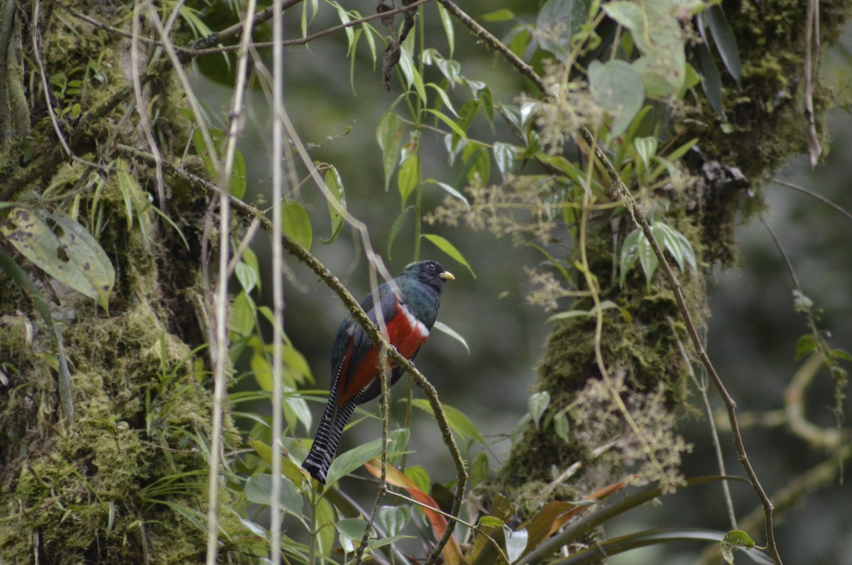 Trogon rosalba - ML388405091