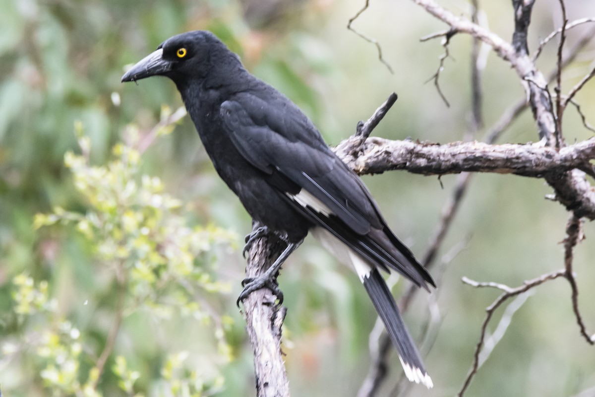 Pied Currawong - ML388405251
