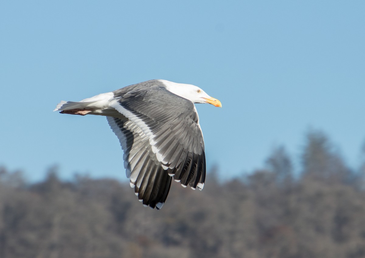 Goéland d'Audubon - ML388405341