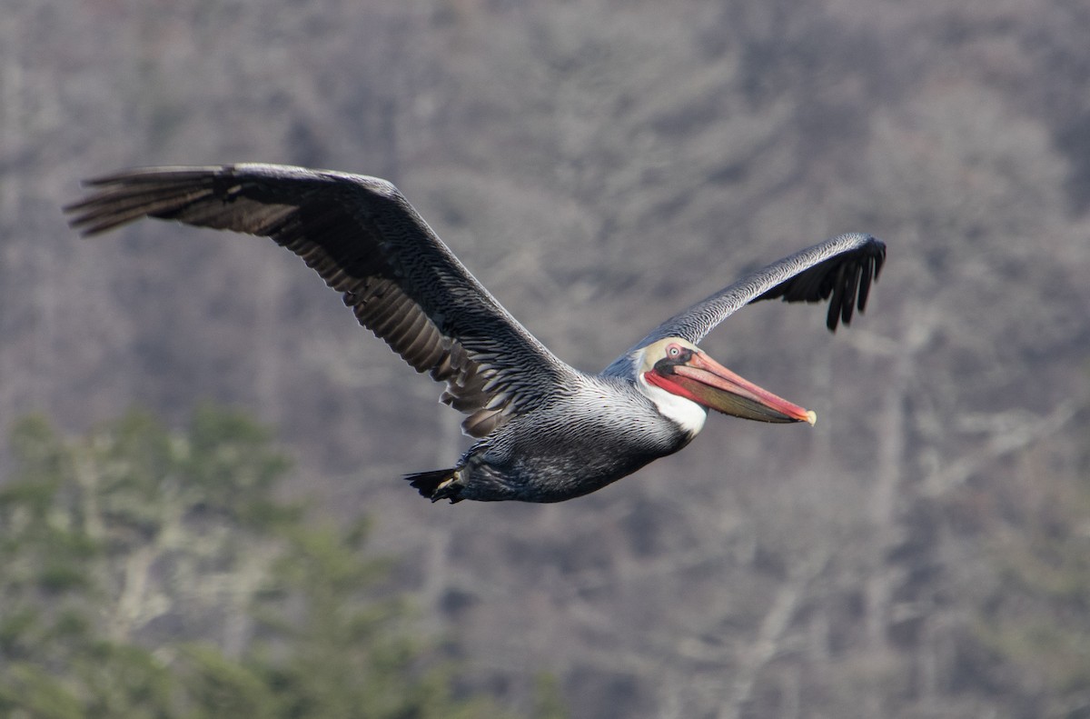 Brown Pelican - Nicole Richardson