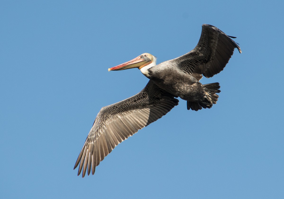 Brown Pelican - Nicole Richardson