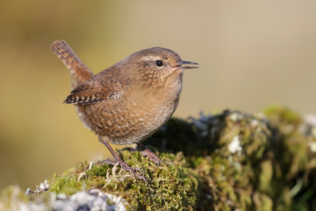 Pacific Wren - Cameron Eckert