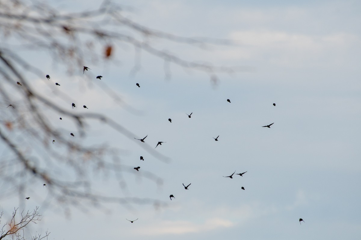 Common Grackle - ML388408921