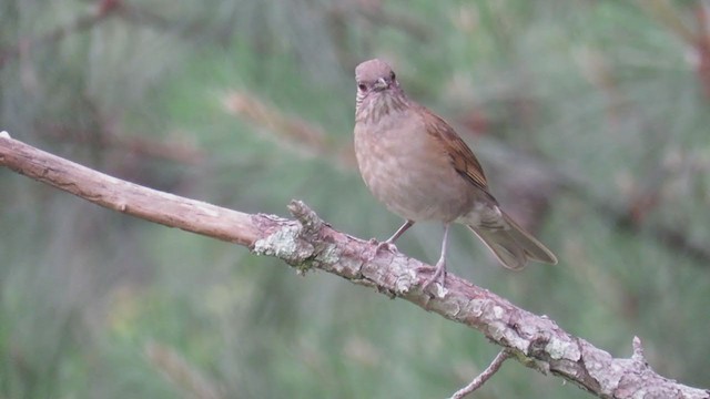 Pale-breasted Thrush - ML388409021